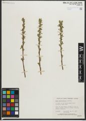 Foto von Salix myrtillifolia Anderson